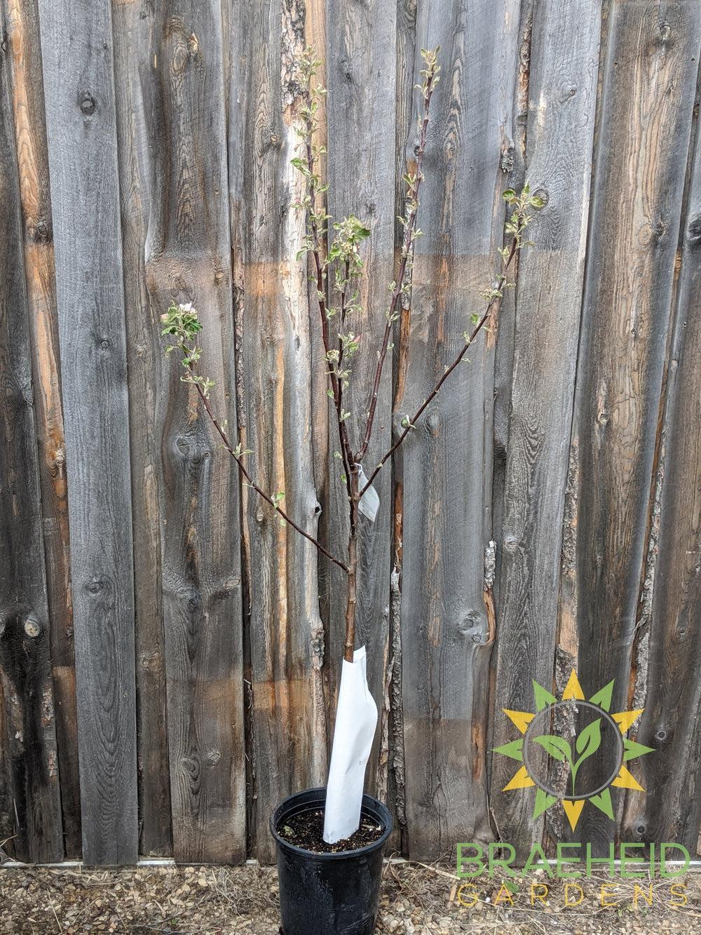 Norland Apple- Tree for sale, Grown in Grande Prairie -Braeheid Gardens Ltd. on Emerson Trail
