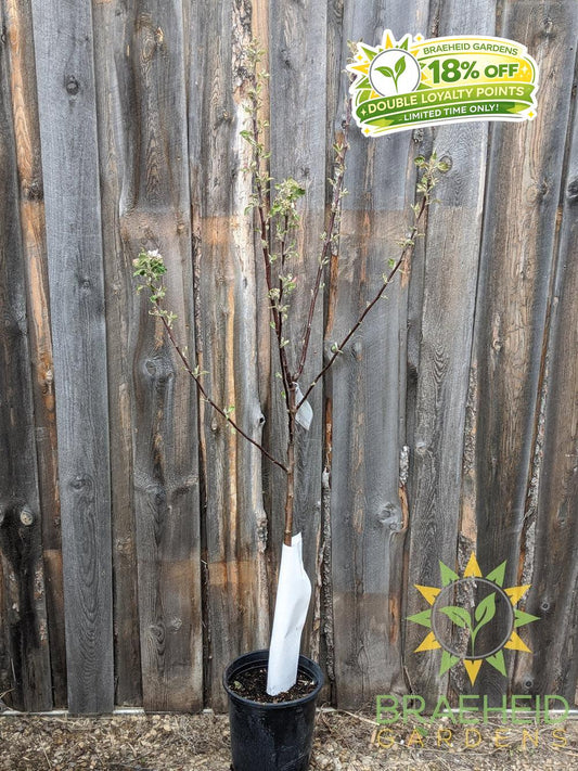 Norland Apple- Tree for sale, Grown in Grande Prairie -Braeheid Gardens Ltd. on Emerson Trail