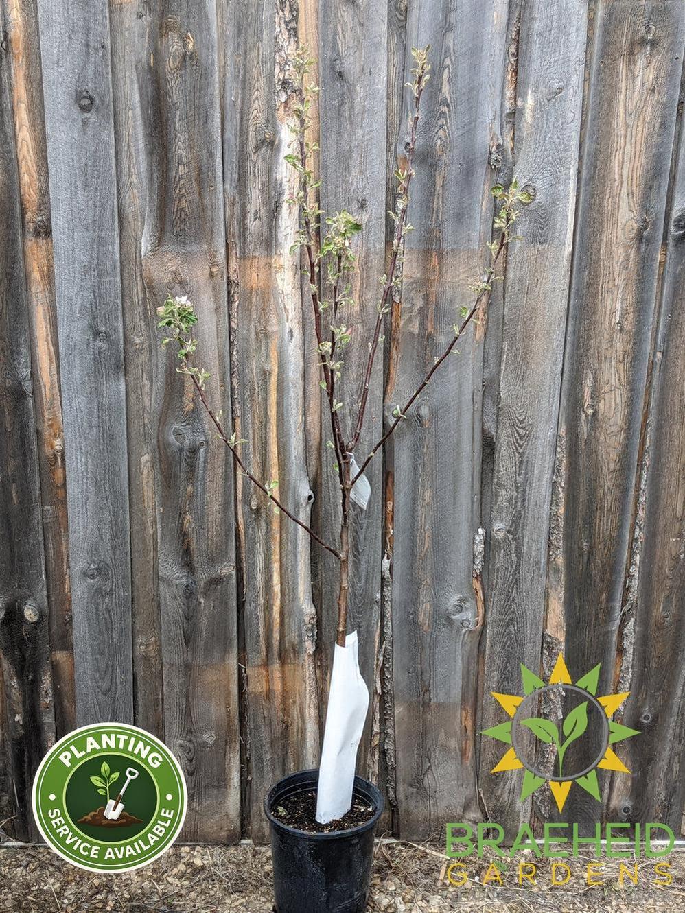 Norland Apple- Tree for sale, Grown in Grande Prairie -Braeheid Gardens Ltd. on Emerson Trail