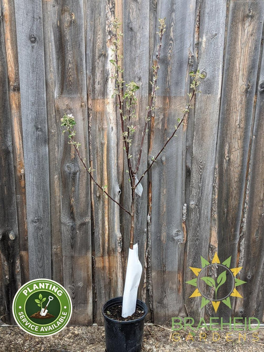 Norland Apple- Tree for sale, Grown in Grande Prairie -Braeheid Gardens Ltd. on Emerson Trail