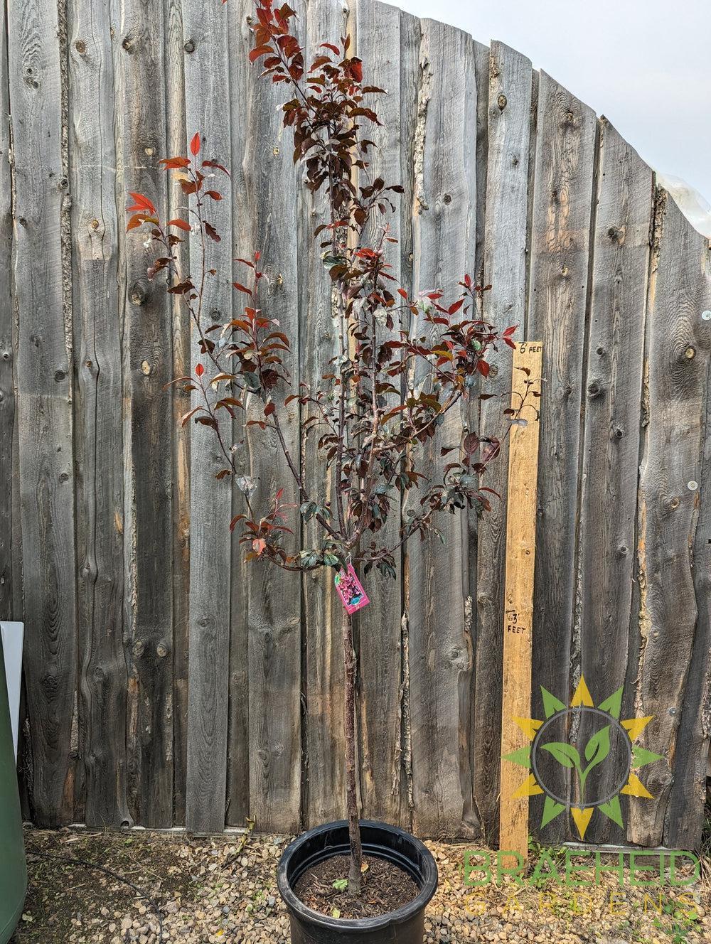 Royalty Flowering Crabapple- Tree for sale, Grown in Grande Prairie -Braeheid Gardens Ltd. on Emerson Trail