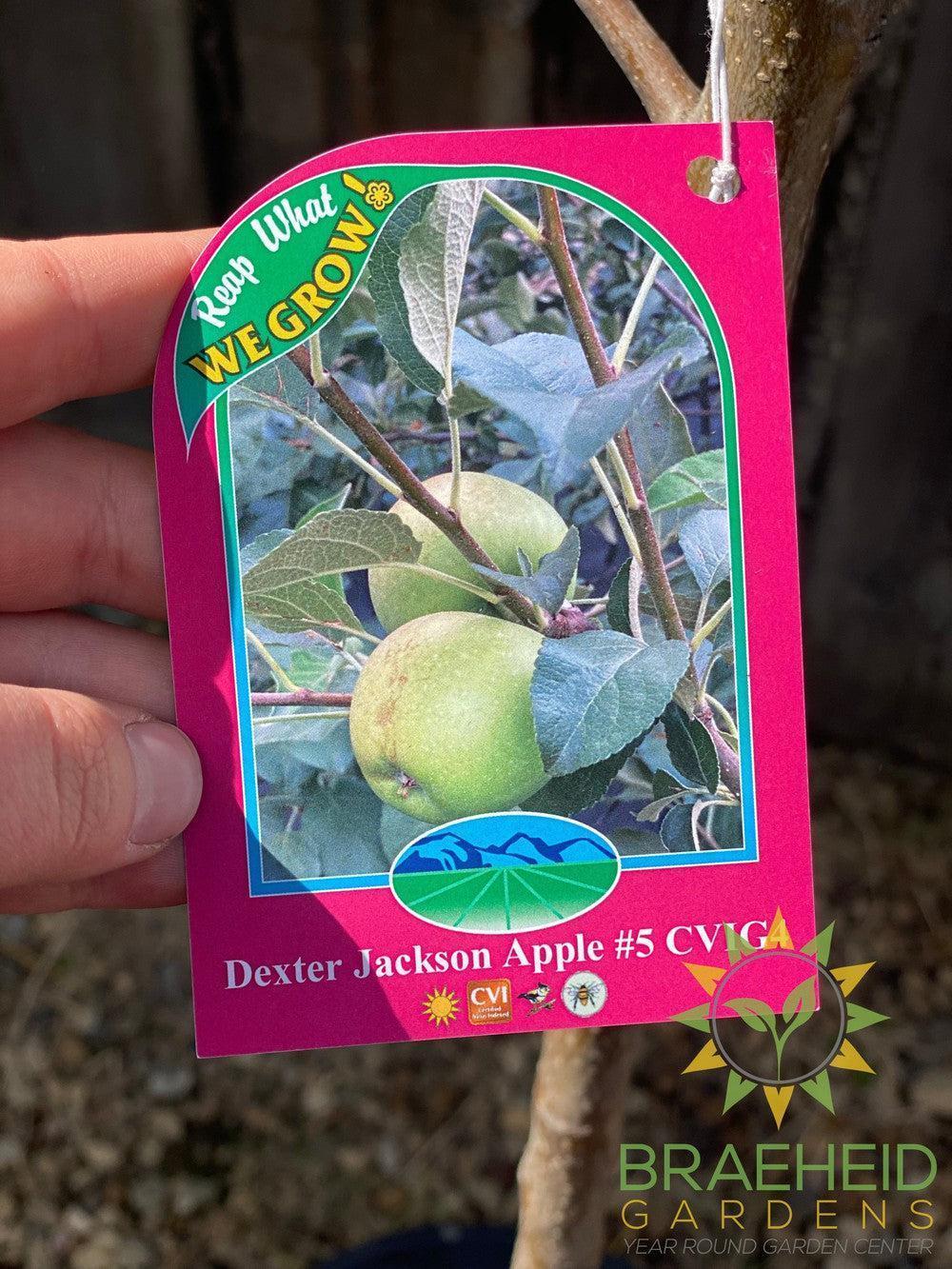Dexter Jackson Apple- Tree for sale, Grown in Grande Prairie -Braeheid Gardens Ltd. on Emerson Trail