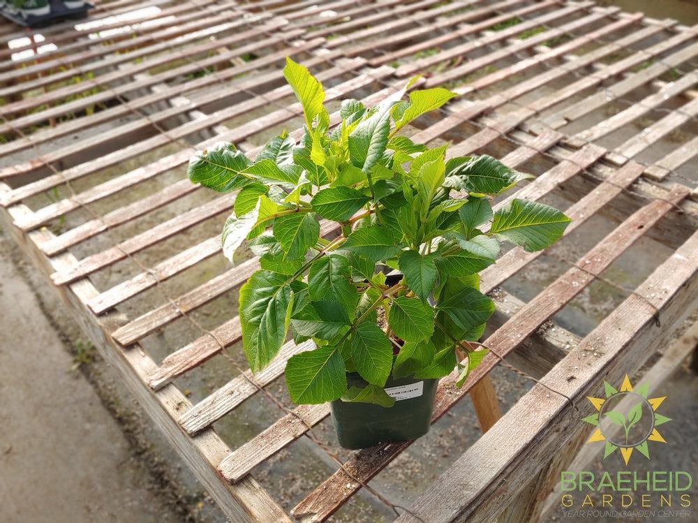 Dahlia 'Thomas Edison' - NO SHIP -