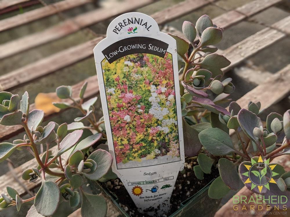 Sedum Low Growing