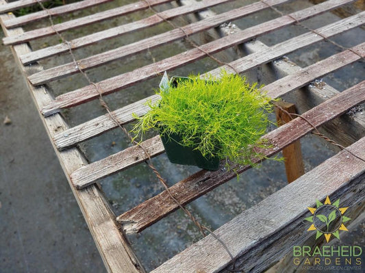 Golden Moss 'Aurea' -NO SHIP-