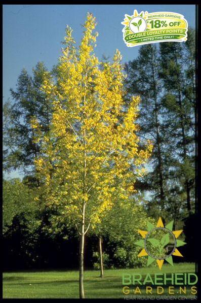 Prairie Spire® Ash