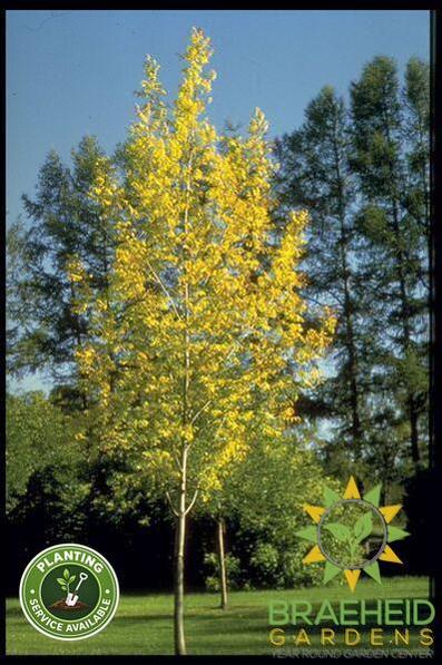 Prairie Spire® Ash