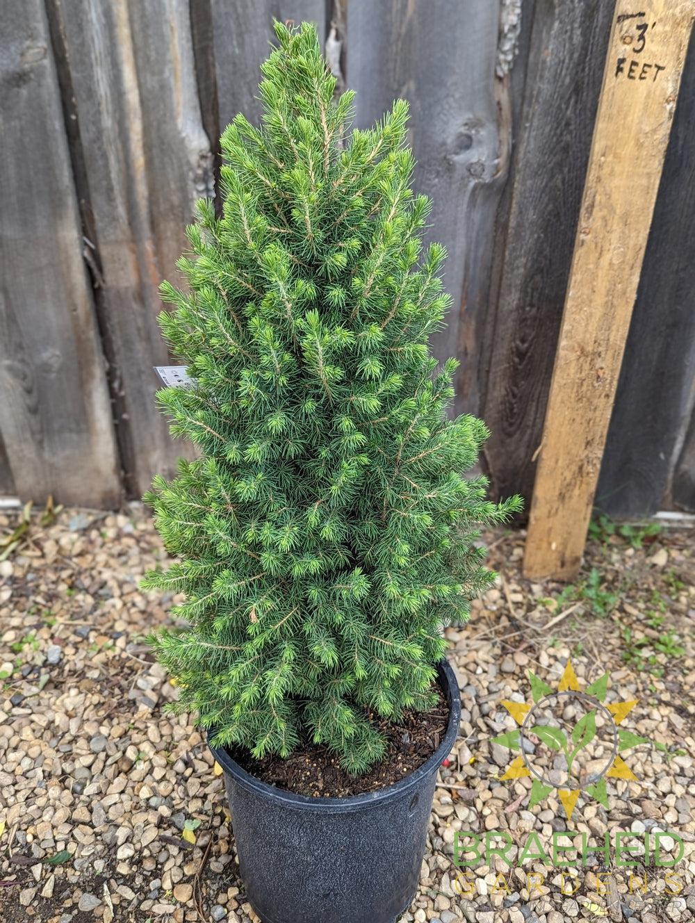 Dwarf Alberta Spruce- Tree for sale, Grown in Grande Prairie -Braeheid Gardens Ltd. on Emerson Trail