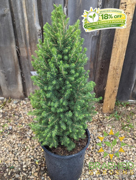 Dwarf Alberta Spruce- Tree for sale, Grown in Grande Prairie -Braeheid Gardens Ltd. on Emerson Trail