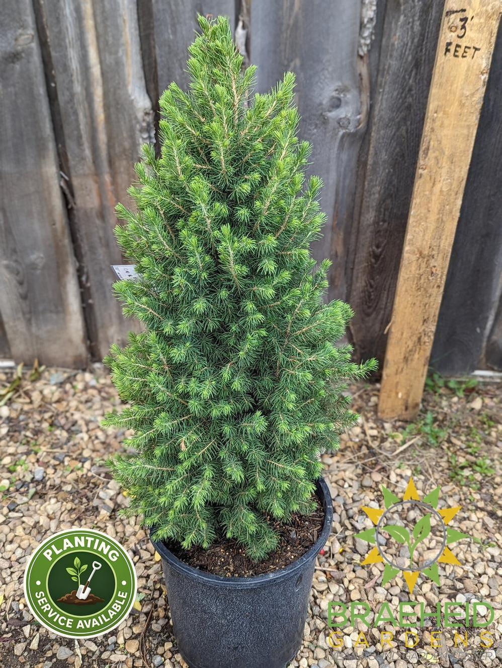 Dwarf Alberta Spruce- Tree for sale, Grown in Grande Prairie -Braeheid Gardens Ltd. on Emerson Trail