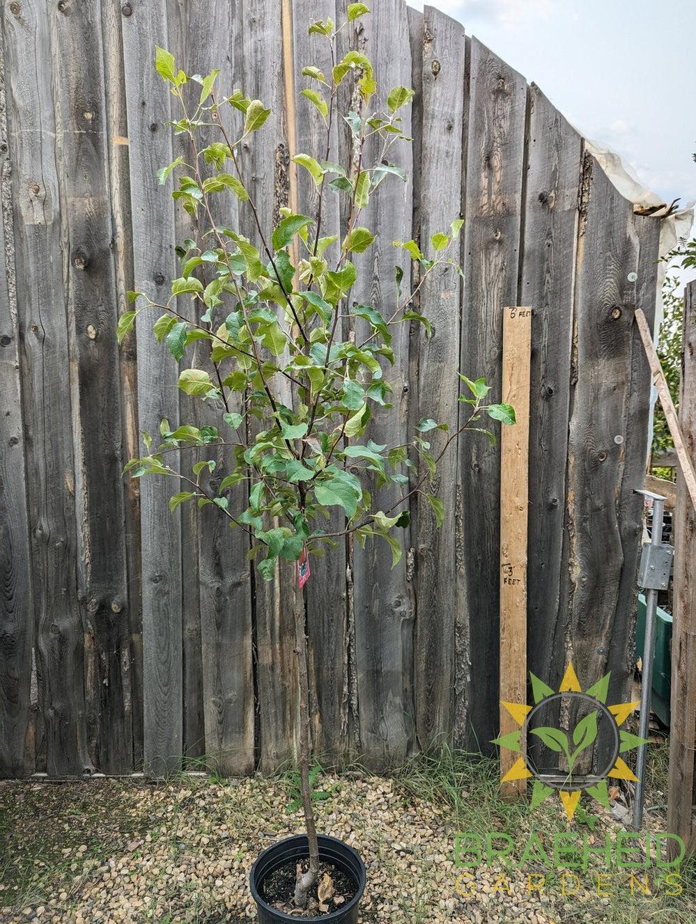 Norland Apple- Tree for sale, Grown in Grande Prairie -Braeheid Gardens Ltd. on Emerson Trail