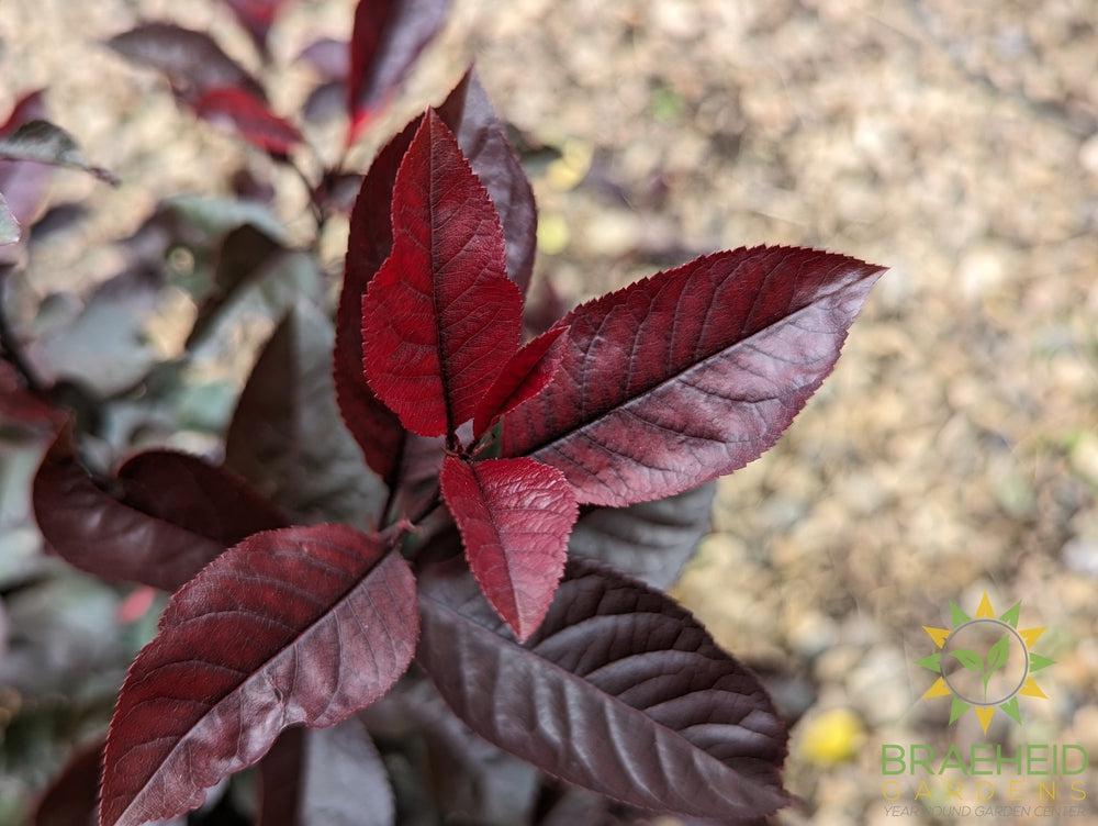 Purple Leaf Plum/Sand Cherry- Tree for sale, Grown in Grande Prairie -Braeheid Gardens Ltd. on Emerson Trail