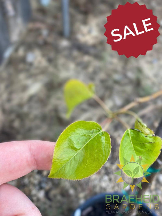 Paul's Golden Pear- Tree for sale, Grown in Grande Prairie -Braeheid Gardens Ltd. on Emerson Trail
