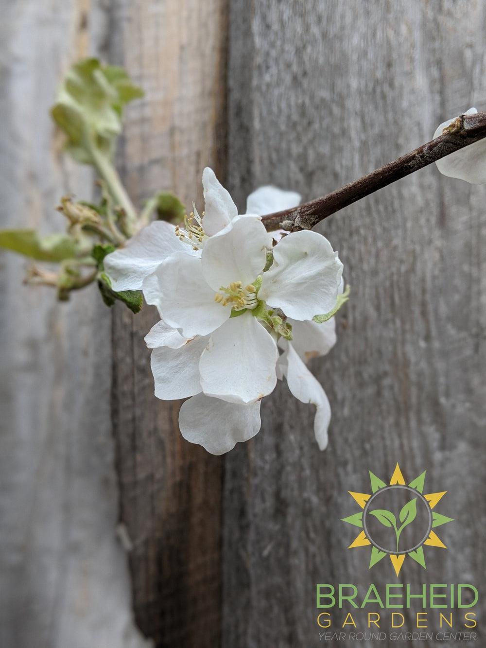 Battleford Apple- Tree for sale, Grown in Grande Prairie -Braeheid Gardens Ltd. on Emerson Trail