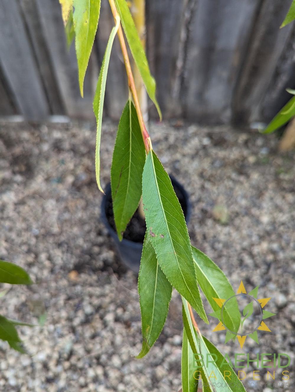 Prairie Cascade Weeping Willow- Tree for sale, Grown in Grande Prairie -Braeheid Gardens Ltd. on Emerson Trail