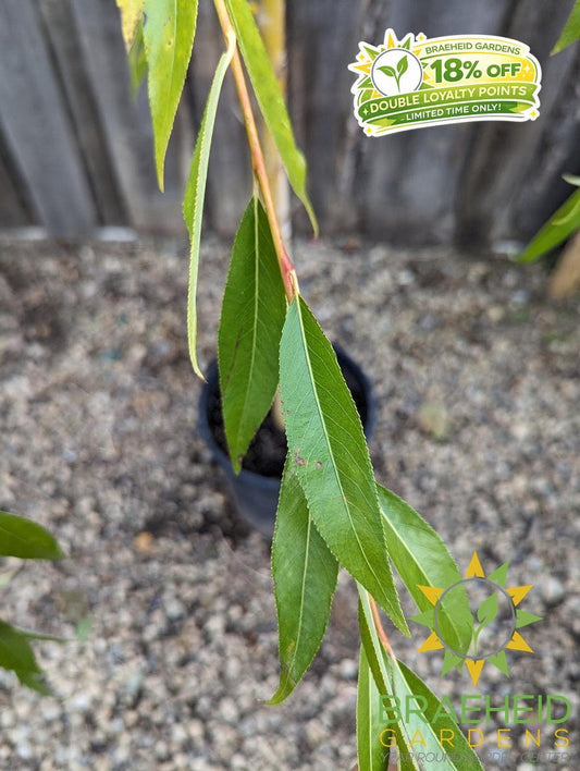 Prairie Cascade Weeping Willow- Tree for sale, Grown in Grande Prairie -Braeheid Gardens Ltd. on Emerson Trail