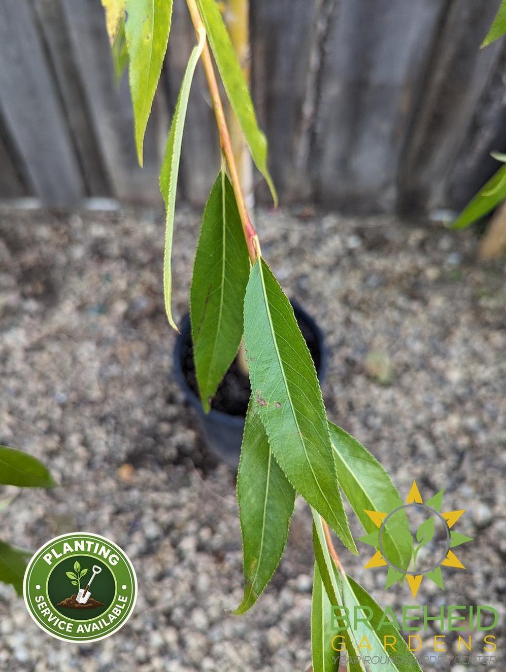Prairie Cascade Weeping Willow- Tree for sale, Grown in Grande Prairie -Braeheid Gardens Ltd. on Emerson Trail