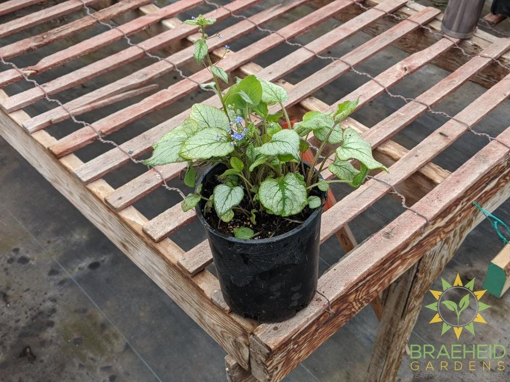Looking Glass Brunnera