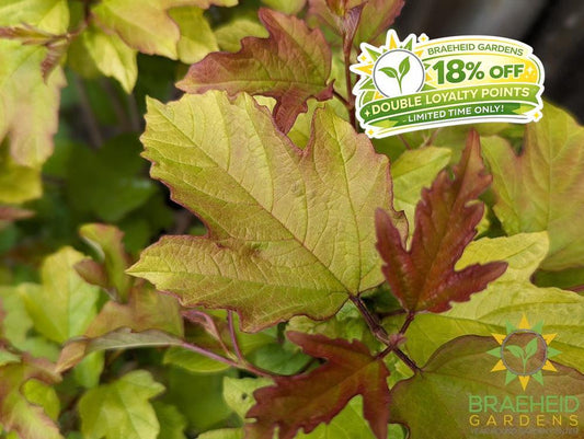 Buy Oh Canada™ Cranberry an Edible Shrub in Grande Prairie Alberta - Braeheid Gardens Ltd.