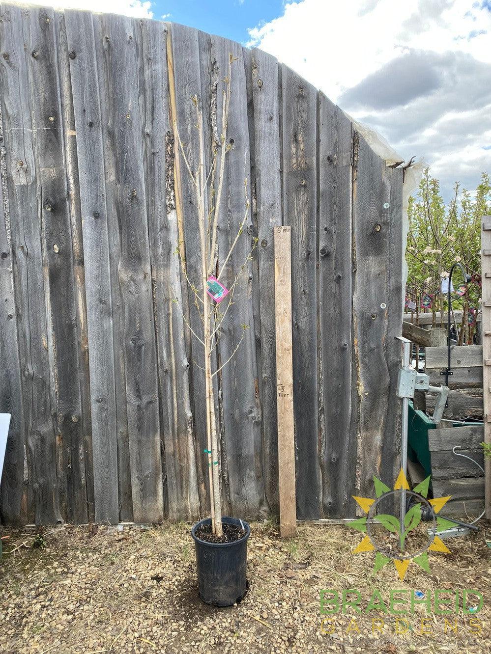 AC-Sundancer™ Poplar- Tree for sale, Grown in Grande Prairie -Braeheid Gardens Ltd. on Emerson Trail