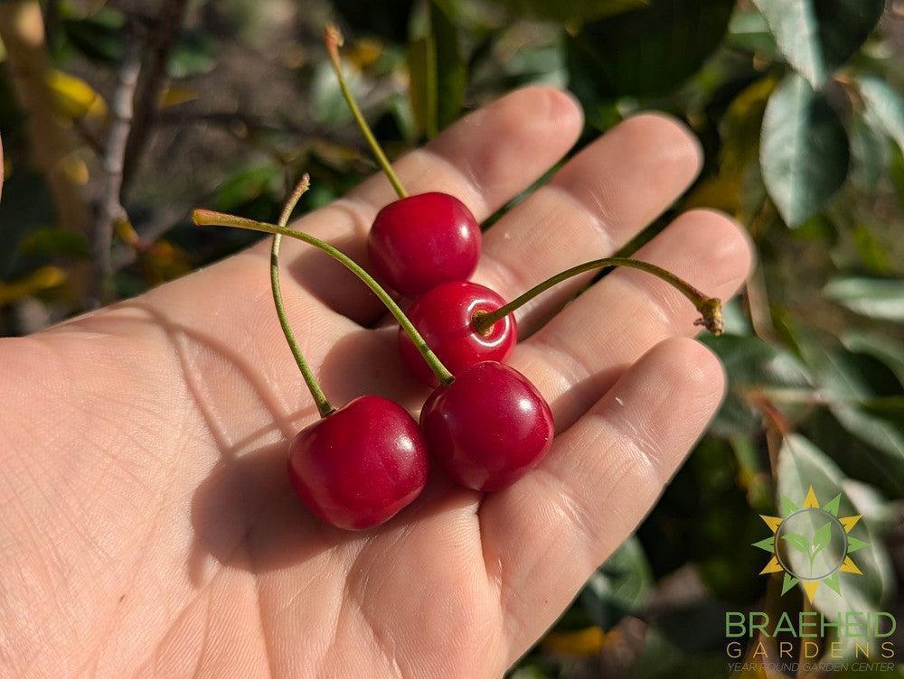 Edible Cherry Tree – Braeheid Gardens Ltd.