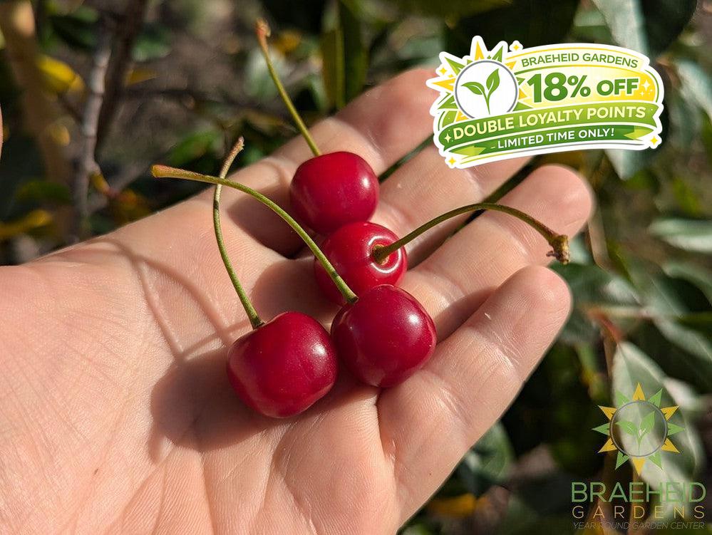 Juliet Cherry Tree- Tree for sale, Grown in Grande Prairie -Braeheid Gardens Ltd. on Emerson Trail