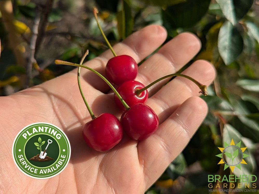 Juliet Cherry Tree- Tree for sale, Grown in Grande Prairie -Braeheid Gardens Ltd. on Emerson Trail