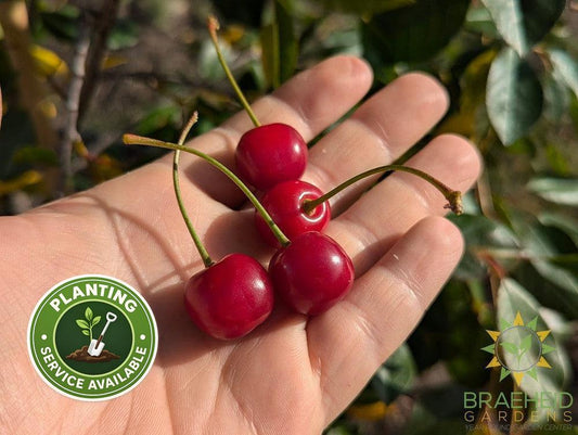 Juliet Cherry Tree- Tree for sale, Grown in Grande Prairie -Braeheid Gardens Ltd. on Emerson Trail