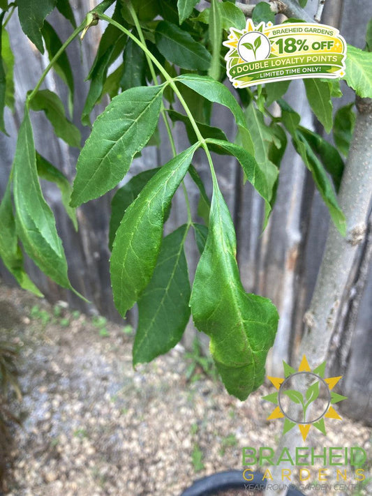 Trojan Green Ash- Tree for sale, Grown in Grande Prairie -Braeheid Gardens Ltd. on Emerson Trail