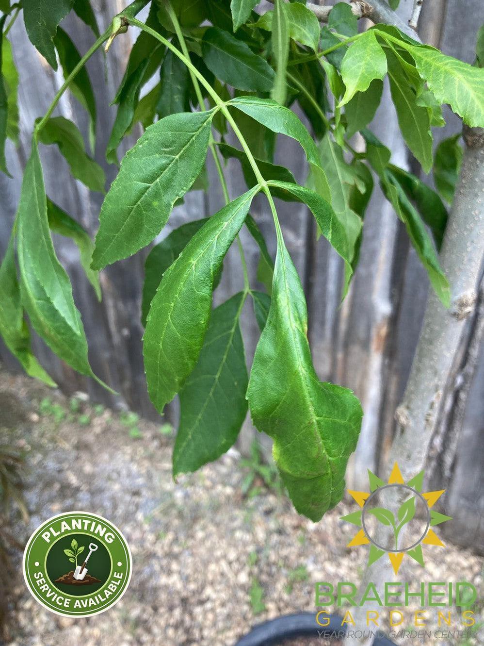 Trojan Green Ash- Tree for sale, Grown in Grande Prairie -Braeheid Gardens Ltd. on Emerson Trail