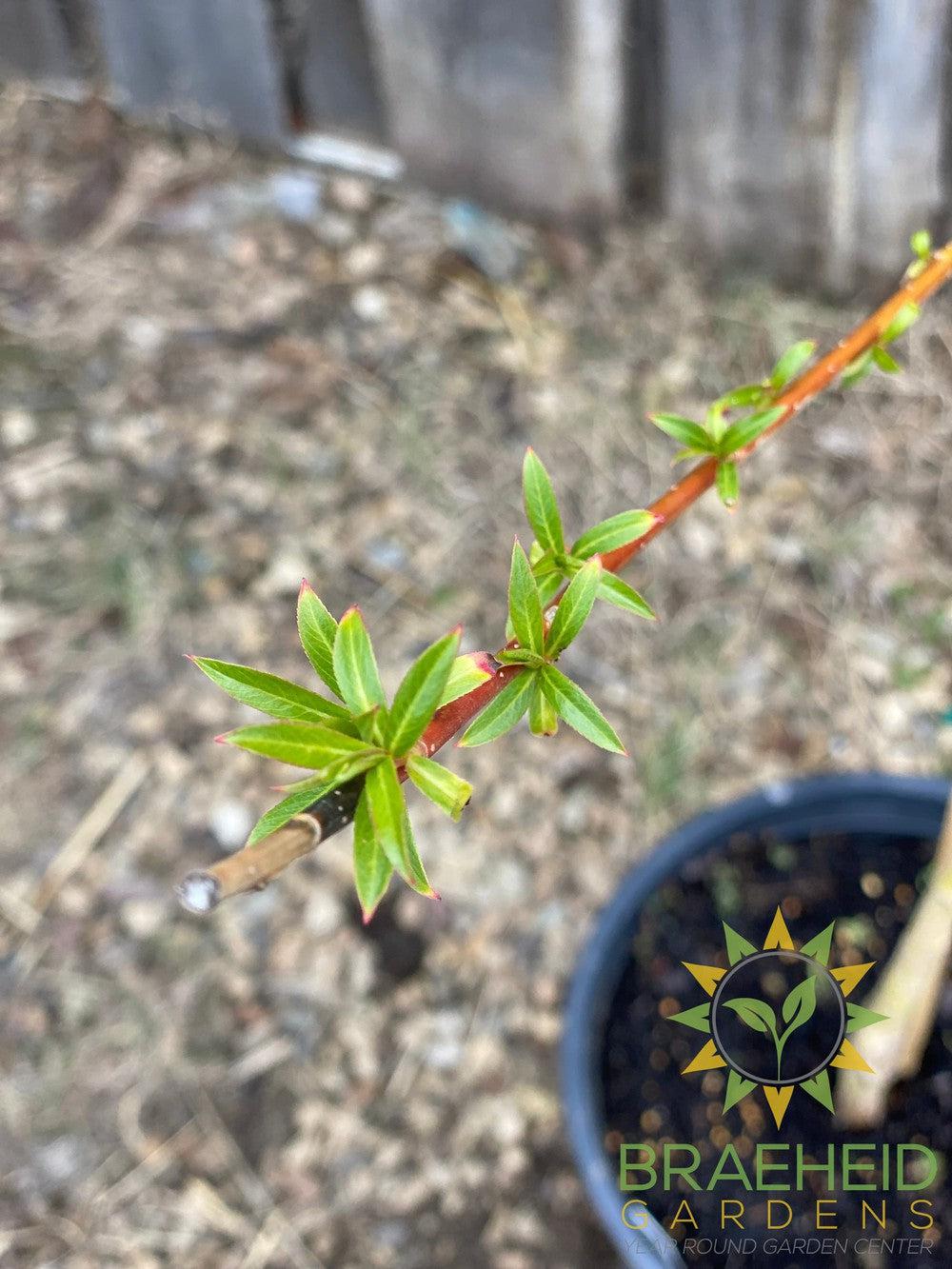 Niobe Willow - NO SHIP - Tree for sale, Grown in Grande Prairie -Braeheid Gardens Ltd. on Emerson Trail