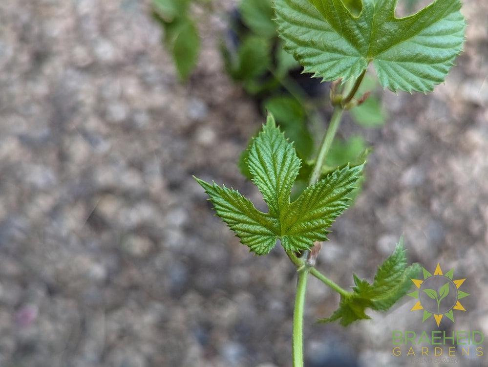 Hops