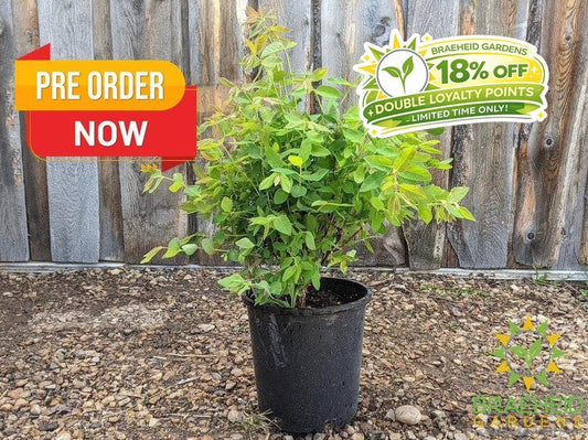 Buy Haskap Pollinating Bundle an in Grande Prairie Alberta - Braeheid Gardens Ltd.