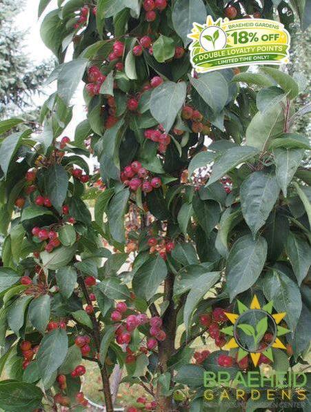 Green Wall Columnar Crabapple
