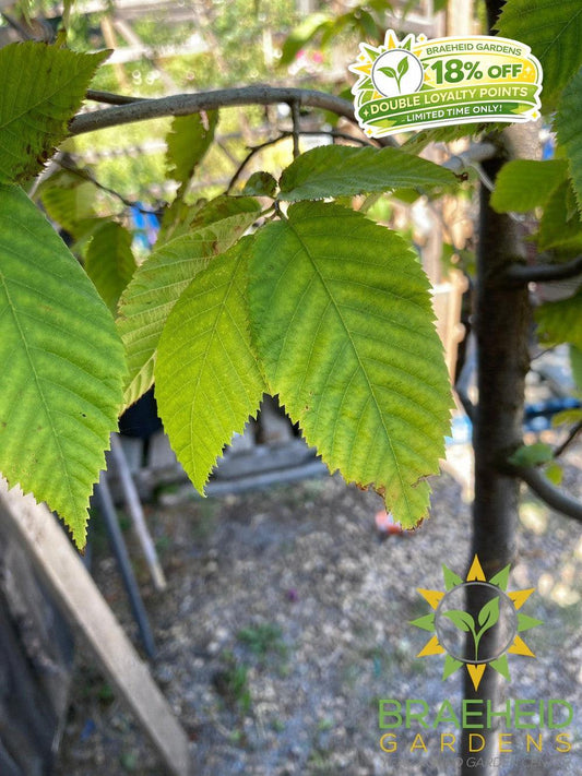 Ironwood Tree- Tree for sale, Grown in Grande Prairie -Braeheid Gardens Ltd. on Emerson Trail