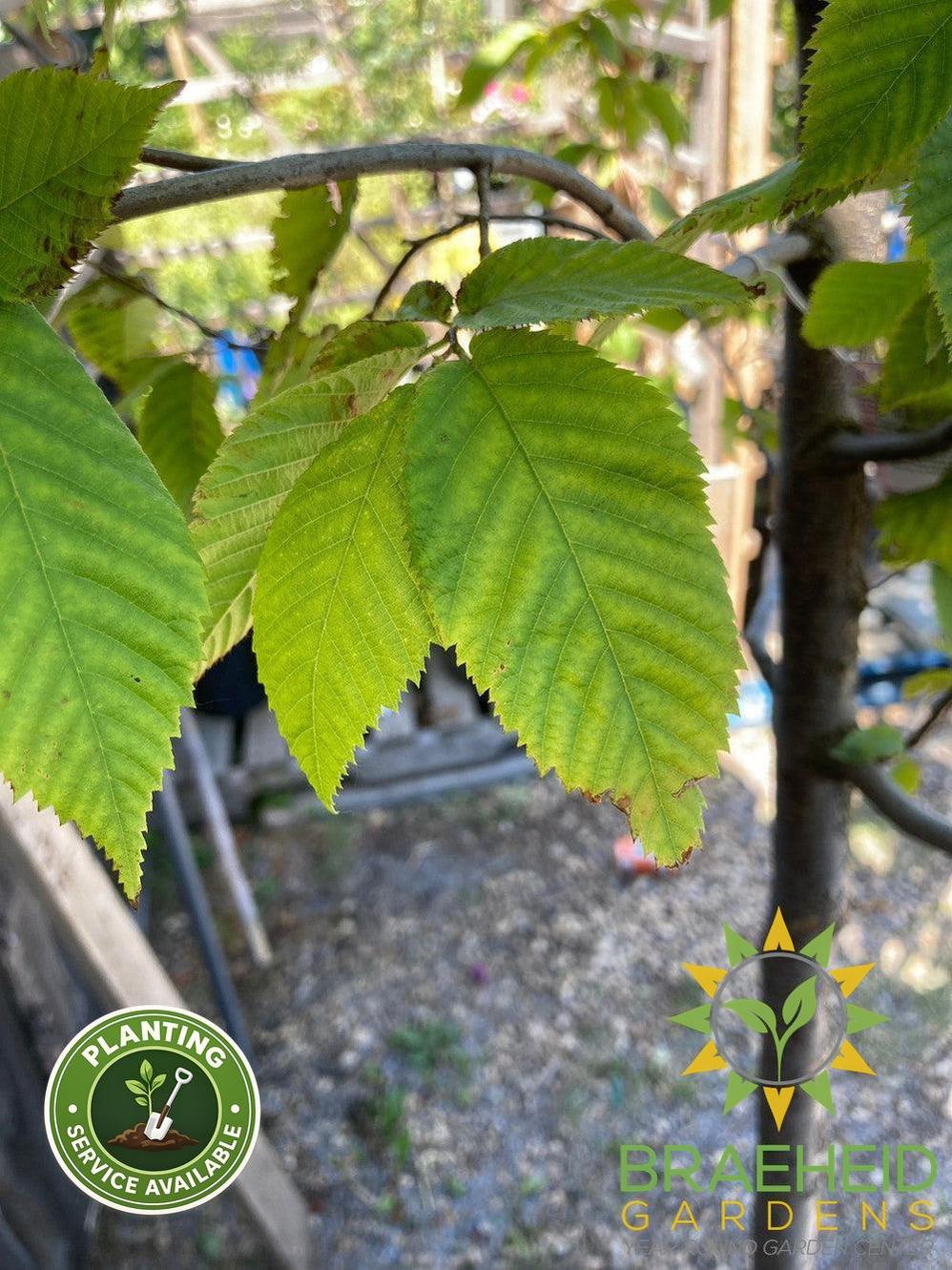 Ironwood Tree- Tree for sale, Grown in Grande Prairie -Braeheid Gardens Ltd. on Emerson Trail