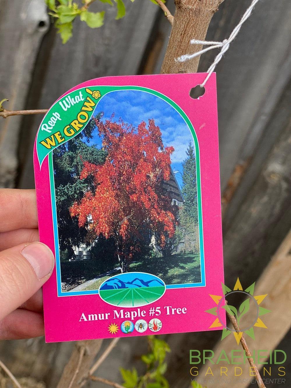 Amur Maple Tree- Tree for sale, Grown in Grande Prairie -Braeheid Gardens Ltd. on Emerson Trail