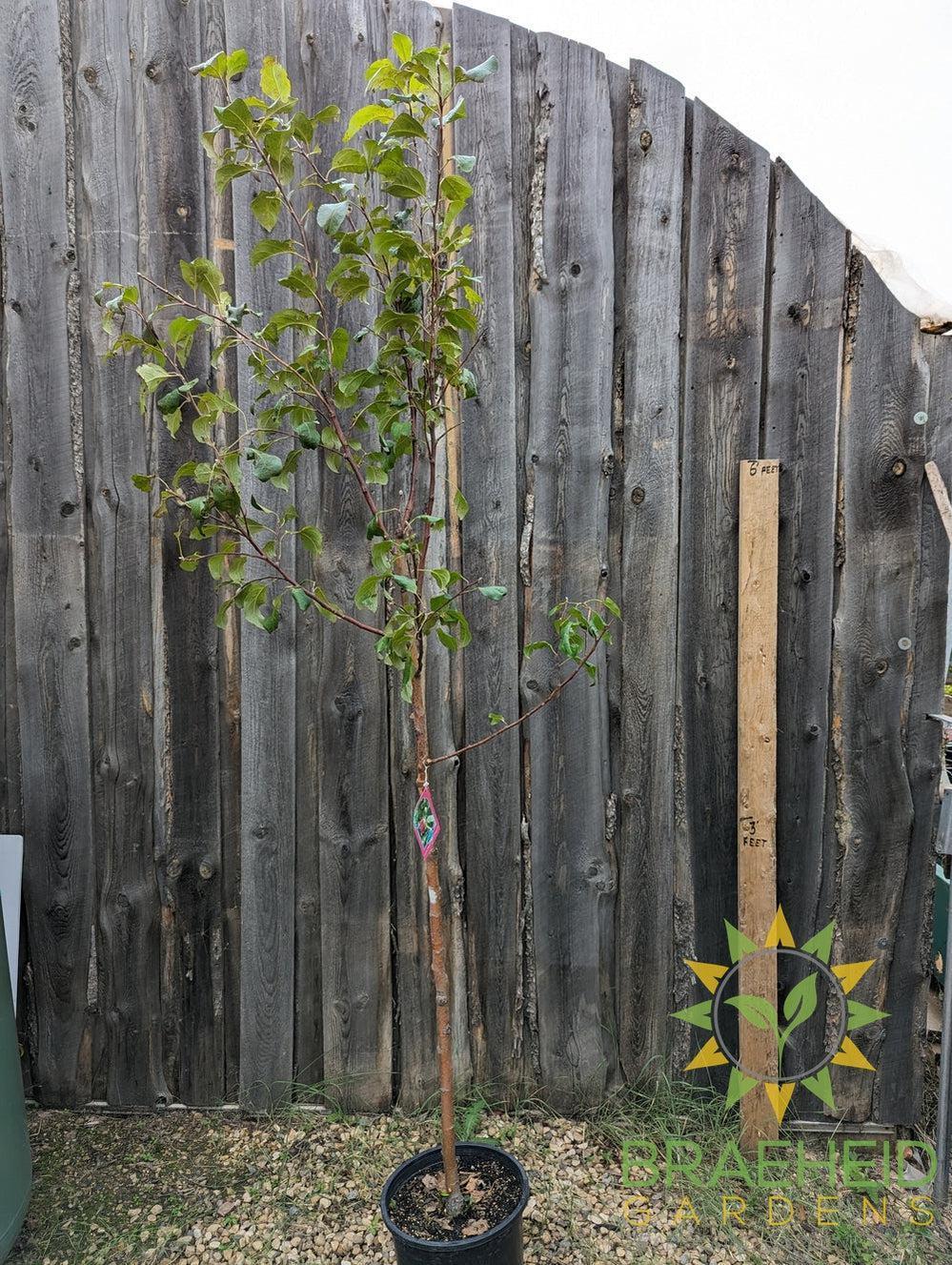 Prairie Magic® Apple- Tree for sale, Grown in Grande Prairie -Braeheid Gardens Ltd. on Emerson Trail