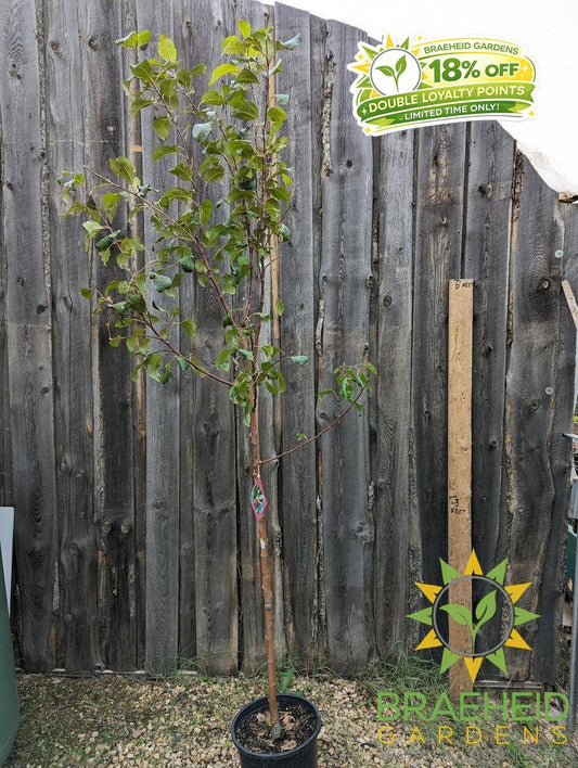 Prairie Magic® Apple- Tree for sale, Grown in Grande Prairie -Braeheid Gardens Ltd. on Emerson Trail