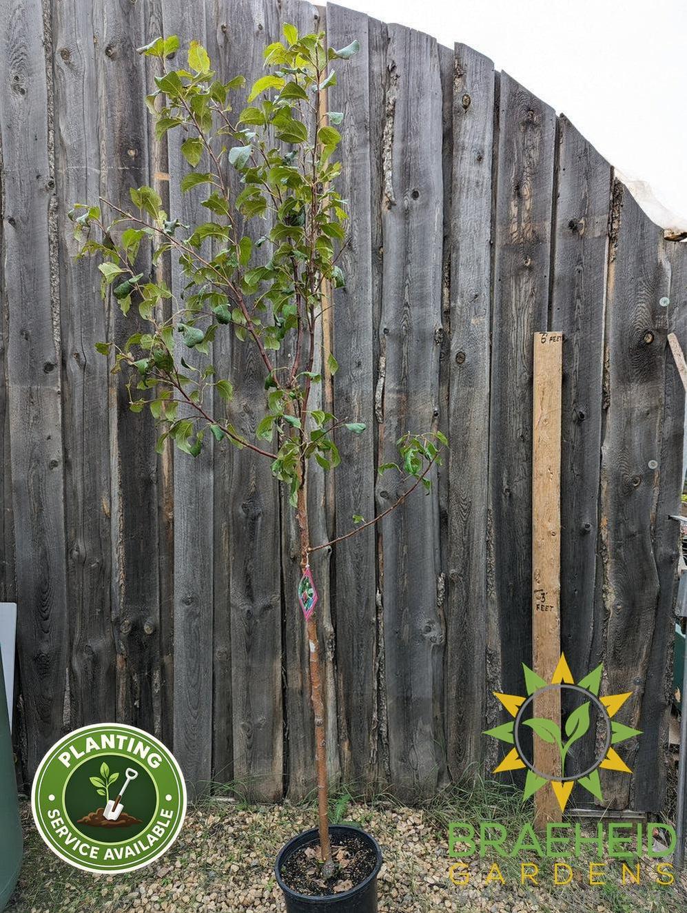 Prairie Magic® Apple- Tree for sale, Grown in Grande Prairie -Braeheid Gardens Ltd. on Emerson Trail