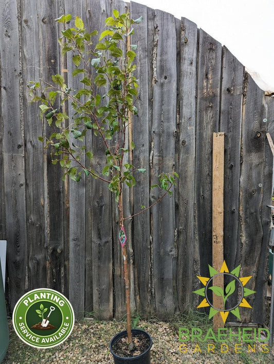 Prairie Magic® Apple- Tree for sale, Grown in Grande Prairie -Braeheid Gardens Ltd. on Emerson Trail