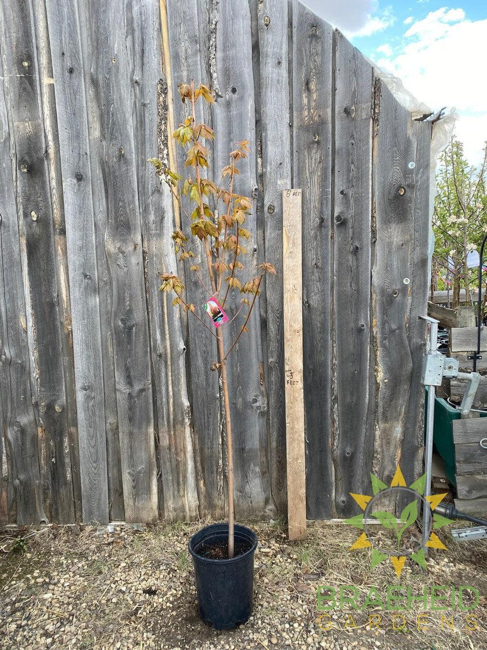 Red Rocket Maple- Tree for sale, Grown in Grande Prairie -Braeheid Gardens Ltd. on Emerson Trail