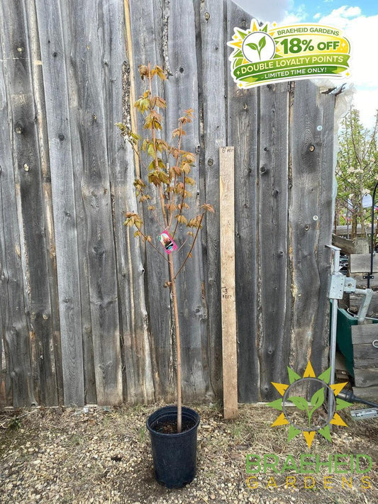 Red Rocket Maple- Tree for sale, Grown in Grande Prairie -Braeheid Gardens Ltd. on Emerson Trail