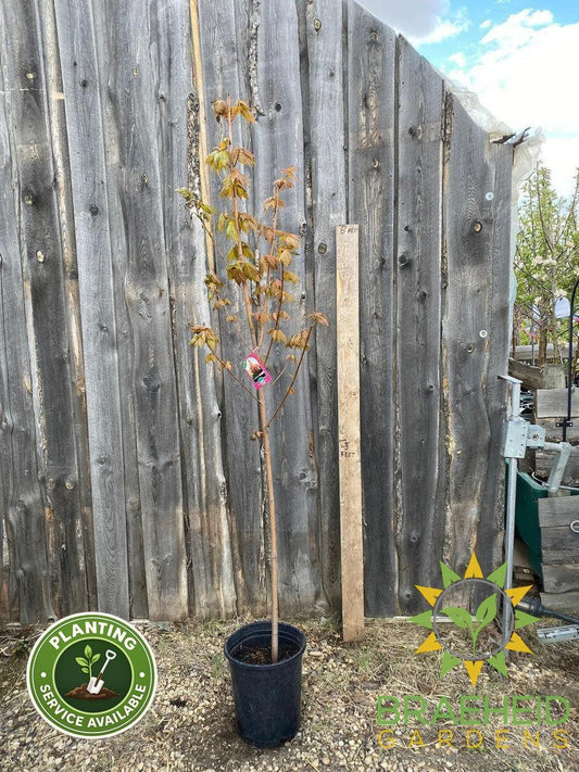 Red Rocket Maple- Tree for sale, Grown in Grande Prairie -Braeheid Gardens Ltd. on Emerson Trail