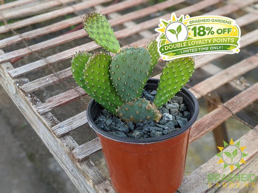 Opuntia 'American Beauty' - Cold Hardy