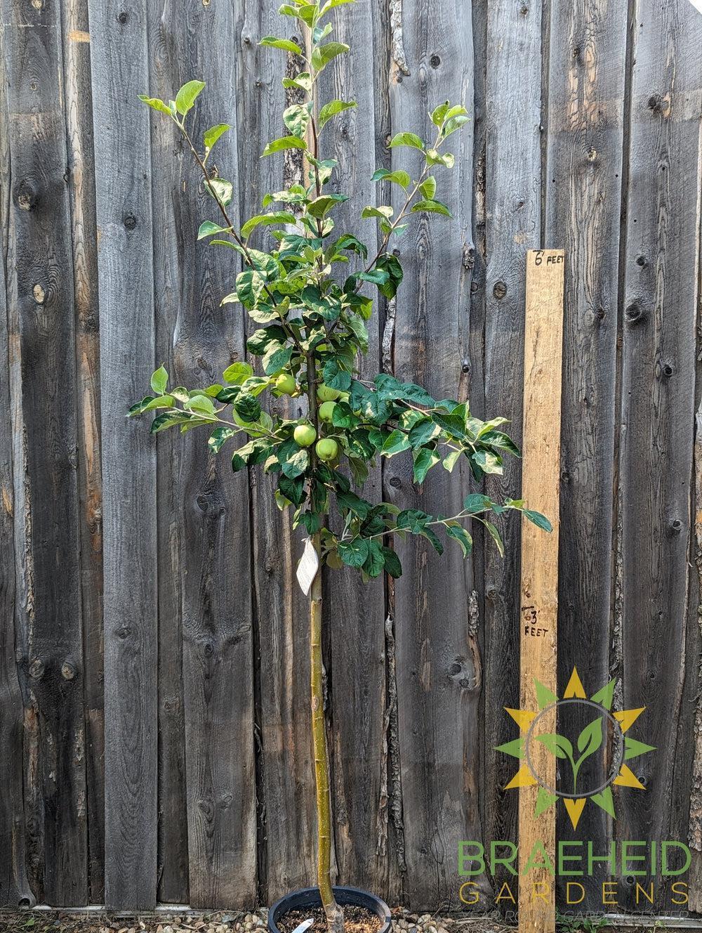 Battleford Apple- Tree for sale, Grown in Grande Prairie -Braeheid Gardens Ltd. on Emerson Trail