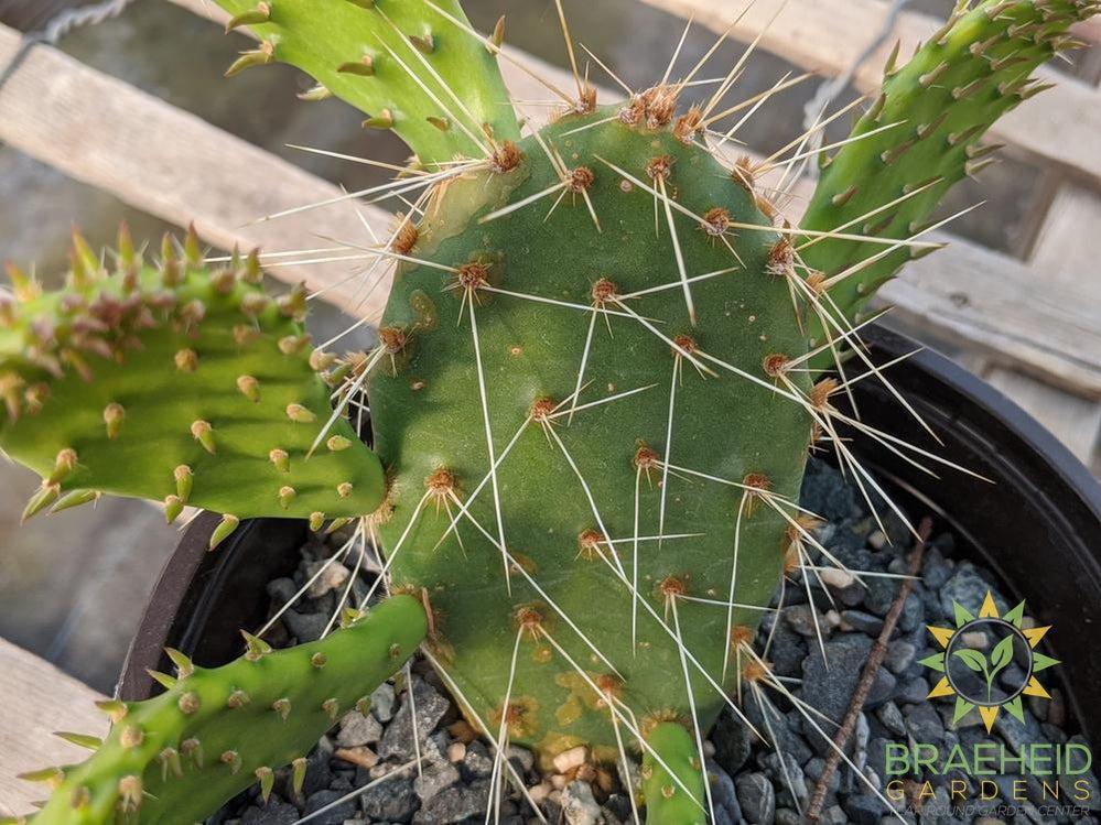 Opuntia Polycantha 'Orange glory' - Cold Hardy