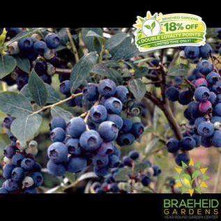 Buy Northsky Blueberry an Edible Shrub in Grande Prairie Alberta - Braeheid Gardens Ltd.
