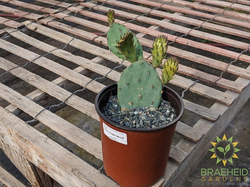 Opuntia Phaeacantha 'Pink Flower' - Cold Hardy
