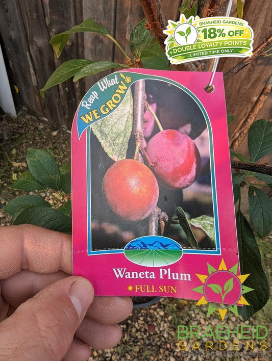 Waneta Plum- Tree for sale, Grown in Grande Prairie -Braeheid Gardens Ltd. on Emerson Trail